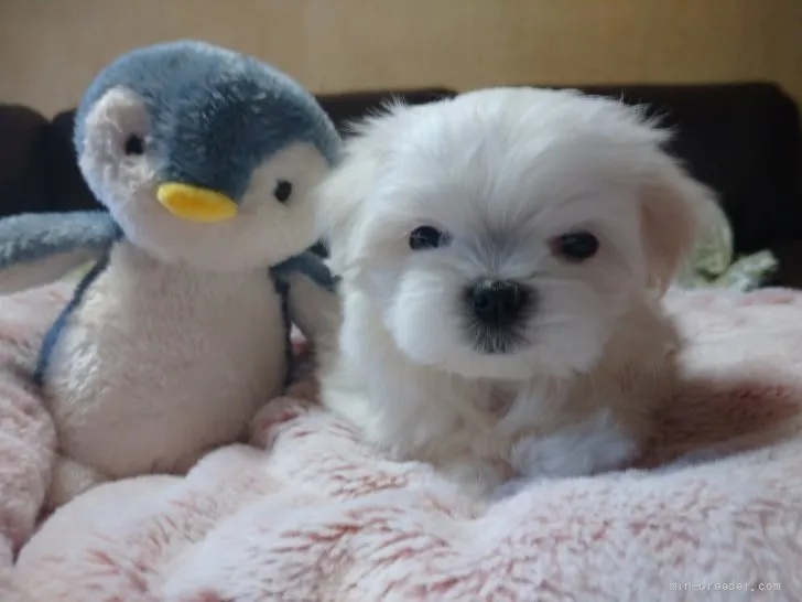 キョウコ 様のお迎えした子犬