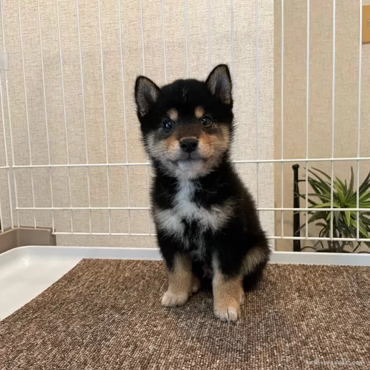 a 様のお迎えした子犬