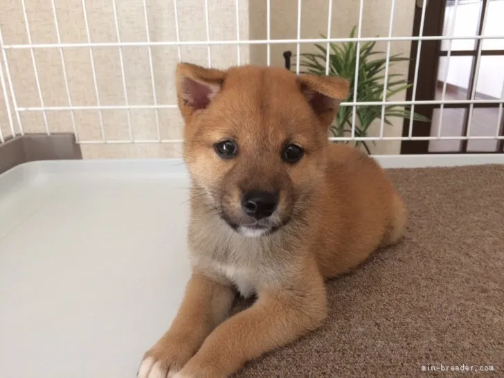 柴犬(標準サイズ)【兵庫県・女の子・2018年7月20日・赤】の写真1「まん丸パッチリ大きな瞳のぬいぐるみタイプの女の子しかも優良血統！」