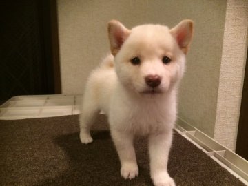 柴犬(標準サイズ)【兵庫県・女の子・2017年8月18日・白】の写真「優良血統(豆柴タイプ)温厚で優しい性格最後の１匹！」