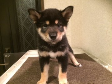 柴犬(標準サイズ)【兵庫県・男の子・2017年8月1日・黒】の写真「優良血統抜群の毛色と柄展覧会ドッグショータイプ！」