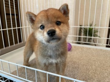 柴犬(標準サイズ)【兵庫県・女の子・2021年5月2日・赤】の写真「優良血統大きな目可愛いぬいぐるみフェイス豆柴タイプ」