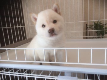 柴犬(標準サイズ)【兵庫県・女の子・2018年4月27日・白】の写真「優良血統真っ白の白柴サイズ小さ目ぬいぐるみタイプ！」