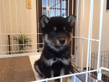 柴犬(豆柴)【兵庫県・男の子・2019年10月13日・黒】の写真「優良血統ぬいぐるみ以上の可愛いさタヌキ顔の男の子！」