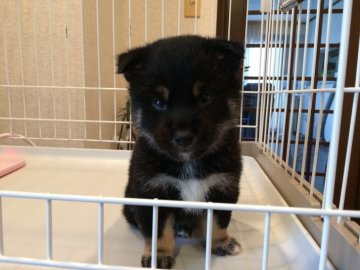 柴犬(豆柴)【兵庫県・男の子・2018年11月11日・黒】の写真「優良血統まん丸おめめくまもんタイプの個性的な豆黒柴」