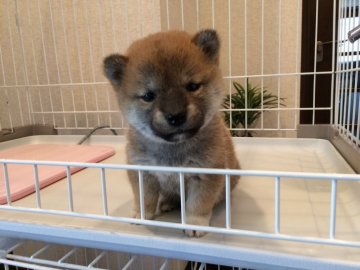 柴犬(豆柴)【兵庫県・女の子・2019年2月5日・赤】の写真「優良血統毛色抜群タヌキ顔の優しいファミリー犬タイプ」