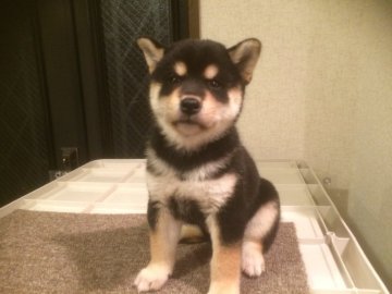 柴犬(標準サイズ)【兵庫県・女の子・2017年7月15日・黒】の写真「優良血統 抜群の毛色と柄 展覧会用の極上の女の子！」