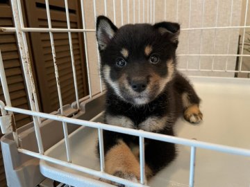 柴犬(標準サイズ)【兵庫県・男の子・2021年6月9日・黒】の写真「優良血統華やかな柄丸いおめめぬいぐるみ顔小柴サイズ」