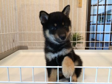 柴犬(豆柴)【兵庫県・女の子・2019年6月1日・黒】の写真「優良血統！可愛いぬいぐるみタイプの小さい豆柴サイズ」