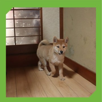 柴犬(標準サイズ)【岡山県・男の子・2024年10月6日・赤】の写真「●01月16日撮影●」