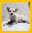 柴犬(標準サイズ)【岡山県・女の子・2024年8月10日・白】の写真2