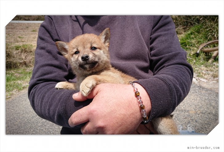 柴犬 岡山県 女の子 19年1月16日 赤 ３月１８日現在 体重１ １キロ みんなのブリーダー 子犬id 1902