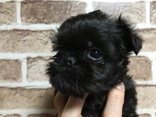 ベルジアングリフォン【埼玉県・男の子・2019年3月18日・ブラック】の写真「超希少犬！母犬は先日テレビに出ました！」