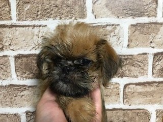 ブリュッセルグリフォン【埼玉県・女の子・2018年3月14日・レッド】の写真「超希少犬！父犬はINT AM CH直子です」