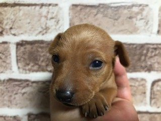 ミニチュアピンシャー【埼玉県・女の子・2020年3月2日・レッド】の写真「父犬はインターチャンピオン」