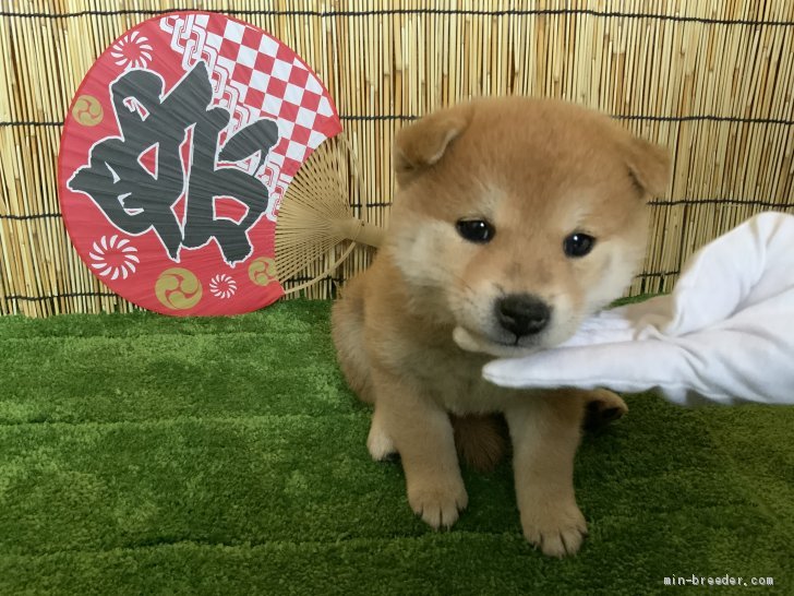 柴犬 栃木県 女の子 年4月22日 赤 もこもこ ふわふわ美犬なあたち みんなのブリーダー 子犬id 06