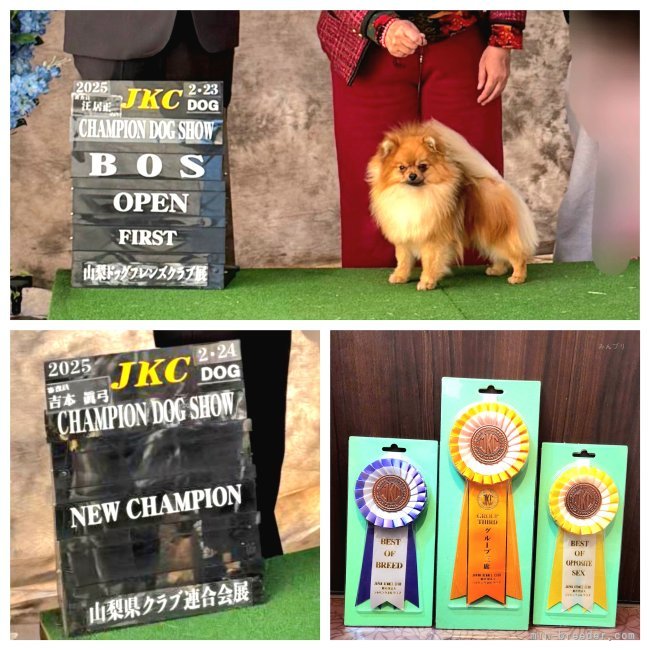 NewChampion👑完成🎊🎉【ポメラニアン🇯🇵現日本ランキング１位🥇👑】｜小笠原　真由美(おがさわら　まゆみ)ブリーダー(静岡県・バーニーズ・マウンテン・ドッグなど・JKC登録)の紹介写真2