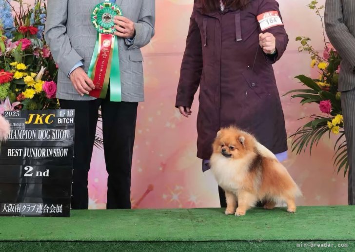 Jr.チャンピオン👑完成🎊🎉【Jr.BIS  2nd🥈受賞🎊🎉】｜小笠原　真由美(おがさわら　まゆみ)ブリーダー(静岡県・バーニーズ・マウンテン・ドッグなど・JKC登録)の紹介写真3