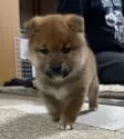 柴犬(標準サイズ)【岩手県・男の子・2024年11月15日・赤色】の写真3
