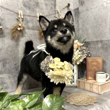 豆柴【愛知県・男の子・2024年11月6日・黒】の写真「ママは豆柴☆ パパは豆柴認定犬☆ 黒が綺麗な男の子」