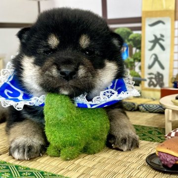 柴犬(標準サイズ)【愛知県・男の子・2024年11月1日・黒】の写真「フレンドリーな家系の可愛い男の子☆」