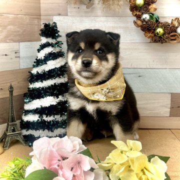 豆柴【愛知県・男の子・2024年10月26日・黒】の写真「ママは豆柴、パパは豆柴認定犬☆」