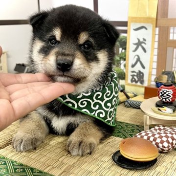 豆柴【愛知県・男の子・2024年10月26日・黒】の写真「ママは豆柴、パパは豆柴認定犬☆」