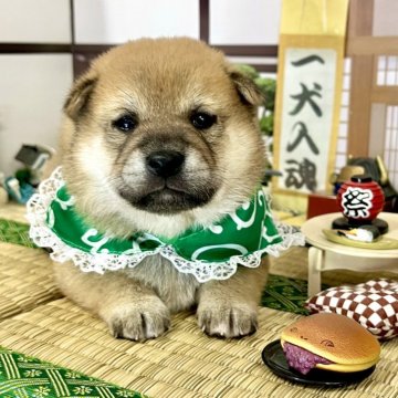 柴犬(標準サイズ)【愛知県・男の子・2024年11月1日・赤】の写真「ママは豆柴サイズ☆イケメンボーイ☆」