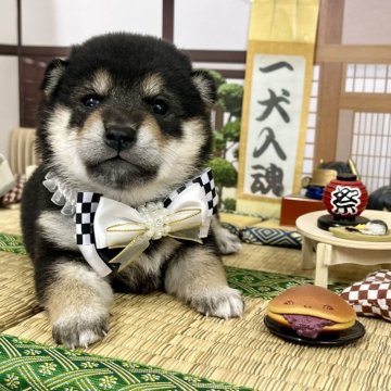 豆柴【愛知県・女の子・2024年11月12日・黒】の写真「ママ豆柴☆パパ豆柴認定犬☆可愛すぎる女の子☆」