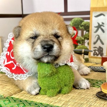 柴犬(標準サイズ)【愛知県・女の子・2024年11月1日・赤】の写真「人懐っこいフレンドリーな家系です☆」