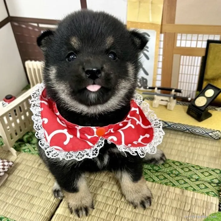 ピーコ 様のお迎えした子犬