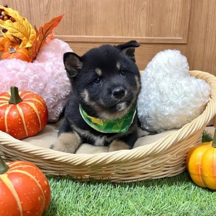 柴犬(標準サイズ)【愛知県・男の子・2022年9月4日・黒】の写真1「10/28撮影」