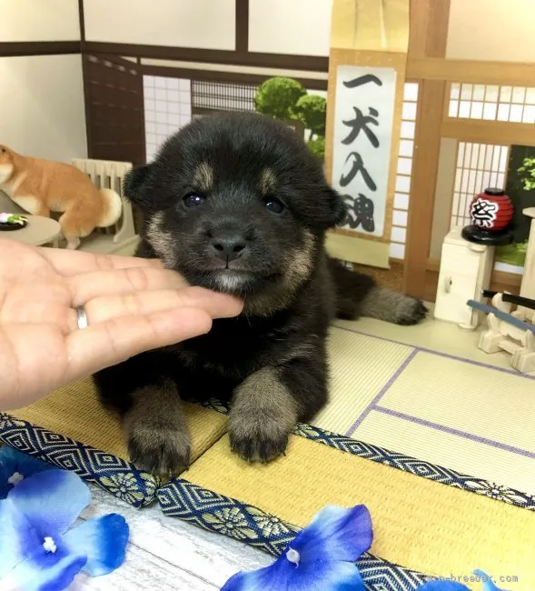 柴犬(標準サイズ)【愛知県・男の子・2021年8月27日・黒】の写真1「9/26撮影」