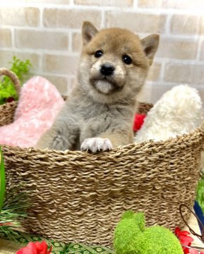 柴犬(豆柴)【愛知県・男の子・2021年11月20日・赤】の写真「☆両親豆柴認定犬☆両親遺伝子検査クリア☆」