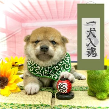 柴犬(豆柴)【愛知県・男の子・2024年7月11日・赤】の写真「おめめくりくり☆ママは豆柴、パパは豆柴認定犬☆」