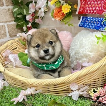 柴犬(豆柴)【愛知県・男の子・2023年3月3日・赤】の写真「両親豆柴☆こじんまりとした男の子☆」