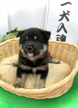 柴犬(標準サイズ)【愛知県・男の子・2021年2月14日・黒】の写真「性格良しの両親から産まれました♡マイペース男子♡」