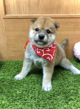 柴犬(豆柴)【愛知県・女の子・2021年7月2日・赤】の写真「両親→豆柴認定犬☆遺伝子検査クリア☆」