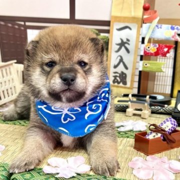 柴犬(豆柴)【愛知県・男の子・2023年2月25日・赤】の写真「両親豆柴☆うるうるなおめめが可愛い男の子☆」