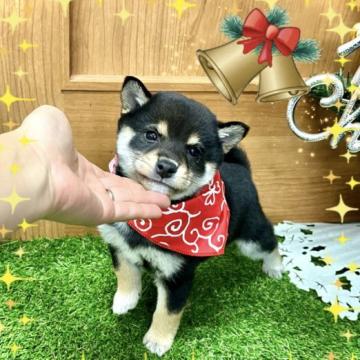 柴犬(豆柴)【愛知県・男の子・2022年9月28日・黒】の写真「とってもマイペースな子です☆両親豆柴認定犬☆」