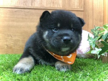 柴犬(豆柴)【愛知県・男の子・2021年7月2日・黒】の写真「両親→豆柴認定犬☆遺伝子検査クリア」