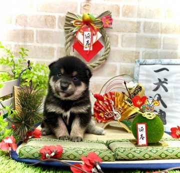 柴犬(豆柴)【愛知県・男の子・2021年11月20日・黒】の写真「☆両親豆柴認定犬☆両親遺伝子検査クリア☆」