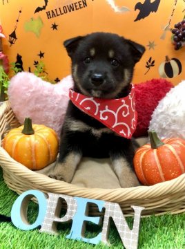 柴犬(標準サイズ)【愛知県・女の子・2021年8月27日・黒】の写真「父親→豆柴認定犬☆癒し系なお顔の女の子(*´-`)」