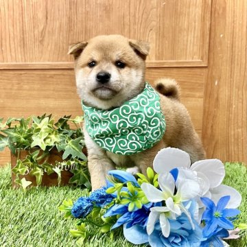 柴犬(豆柴)【愛知県・男の子・2024年5月9日・赤】の写真「両親豆柴☆おめめクリクリの可愛い男の子☆」