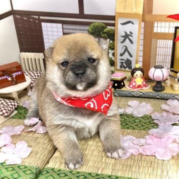 柴犬(豆柴)【愛知県・女の子・2023年1月17日・赤】の写真「ムッチムチでおめめパッチリな女の子☆」