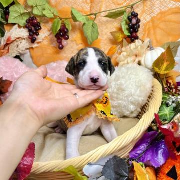 ウィペット【愛知県・女の子・2022年8月24日・ブリンドルホワイト】の写真「飼いやすい中型犬☆良血統☆両親面会いただけます☆」