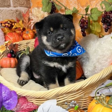 柴犬(標準サイズ)【愛知県・男の子・2023年9月12日・黒】の写真「ムッチムチでコロコロな可愛い男の子☆」