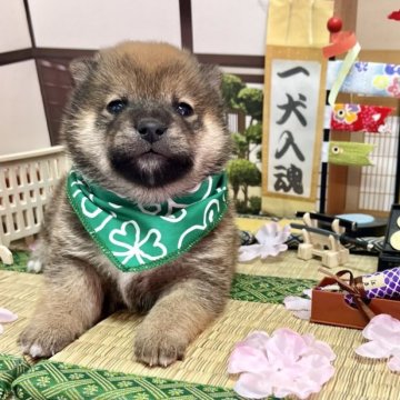 柴犬(豆柴)【愛知県・男の子・2023年2月25日・赤】の写真「両親豆柴☆優しいお顔立ちの男の子☆」