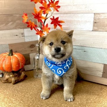 柴犬(豆柴)【愛知県・男の子・2023年9月3日・赤】の写真「ママは豆柴☆パパは豆柴認定犬☆」