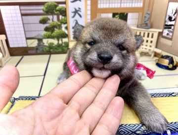 柴犬(豆柴)【愛知県・女の子・2021年7月29日・赤】の写真「両親豆柴認定犬☆両親遺伝子検査GM1クリア☆」